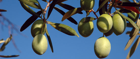 Ελιά Χαλκιδικής - 5 lt